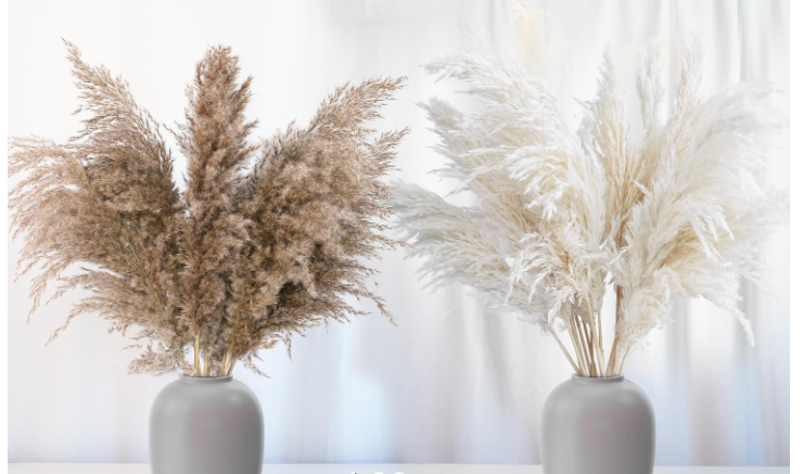Alto Pampas Grass - Boho seco Natural para el hogar, boda, arreglos rústicos, centros de centro y decorde temporada