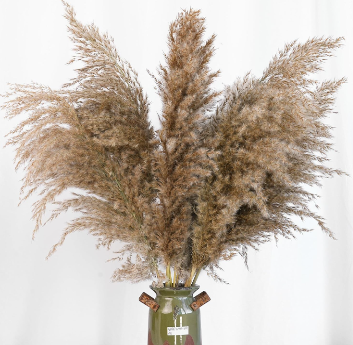 Alto Pampas Grass - Boho seco Natural para el hogar, boda, arreglos rústicos, centros de centro y decorde temporada